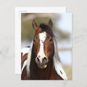 Bob Langrish   Paint Stallion Headshot Briefkaart