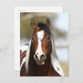 Bob Langrish | Paint Stallion Headshot Briefkaart (Voorkant / Achterkant)