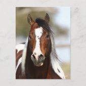 Bob Langrish | Paint Stallion Headshot Briefkaart (Voorkant)
