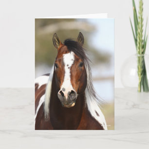 Bob Langrish Paint Stallion Headshot Kaart