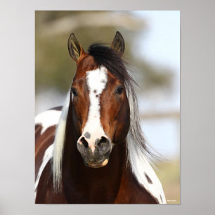 Bob Langrish   Paint Stallion Headshot Poster