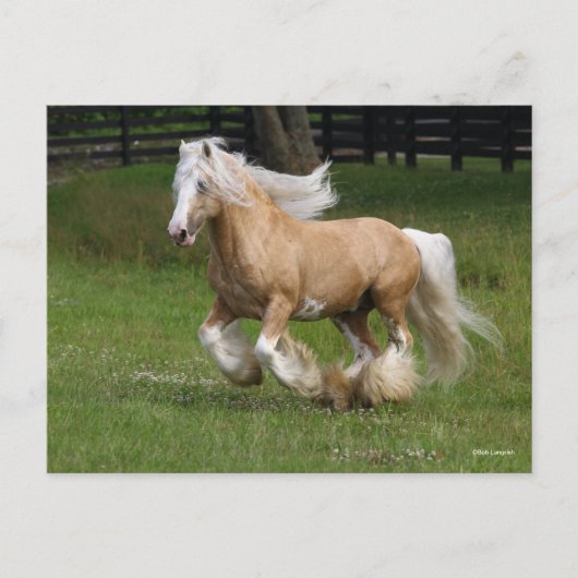 Bob Langrish | Palomino Gypsy Vanner Paard in bedr Briefkaart (Voorkant)