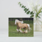 Bob Langrish | Palomino Gypsy Vanner Paard in bedr Briefkaart (Staand voorkant)