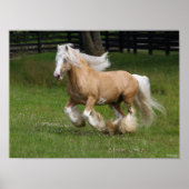 Bob Langrish | Palomino Gypsy Vanner Paard in bedr Poster (Voorkant)