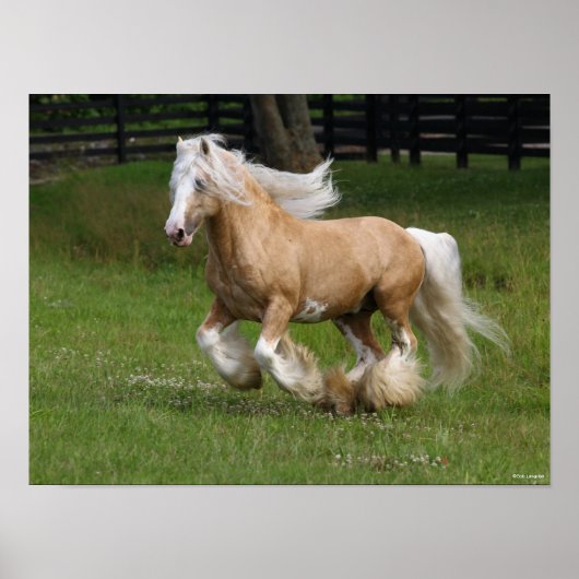 Bob Langrish | Palomino Gypsy Vanner Paard in bedr Poster (Voorkant)