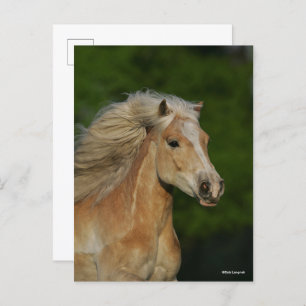 Bob Langrish Palomino Haflinger Headshot Briefkaart