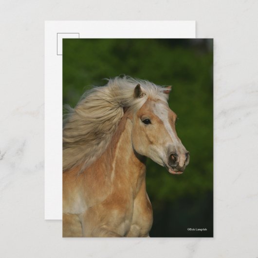 Bob Langrish | Palomino Haflinger Headshot Briefkaart (Voorkant / Achterkant)