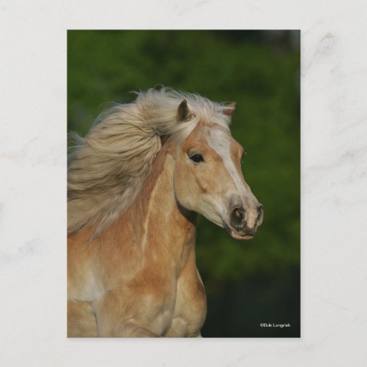 Bob Langrish | Palomino Haflinger Headshot Briefkaart (Voorkant)