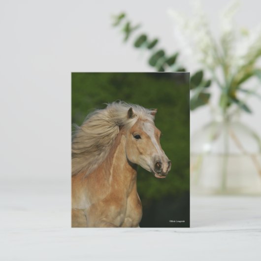 Bob Langrish | Palomino Haflinger Headshot Briefkaart (Staand voorkant)