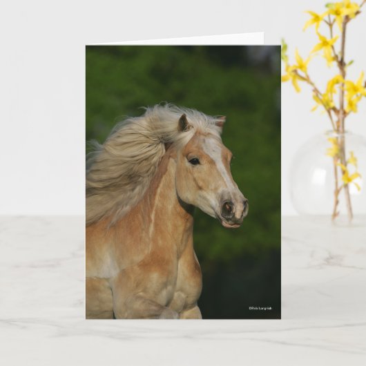 Bob Langrish | Palomino Haflinger Headshot Kaart (Gele Bloem)