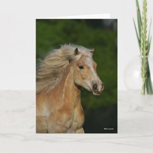 Bob Langrish   Palomino Haflinger Headshot Kaart