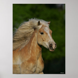Bob Langrish Palomino Haflinger Headshot Poster