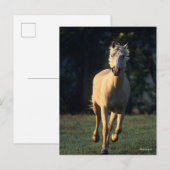Bob Langrish | Palomino Horse Running Backlit Briefkaart (Voorkant / Achterkant)