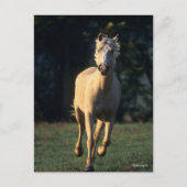 Bob Langrish | Palomino Horse Running Backlit Briefkaart (Voorkant)
