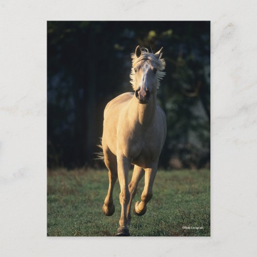 Bob Langrish | Palomino Horse Running Backlit Briefkaart (Voorkant)