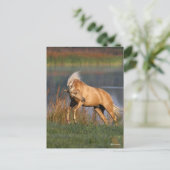 Bob Langrish | Palomino Lusitano Stallion Bucking Briefkaart (Staand voorkant)