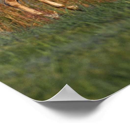 Bob Langrish | Palomino Lusitano Stallion Bucking Poster (Hoek)