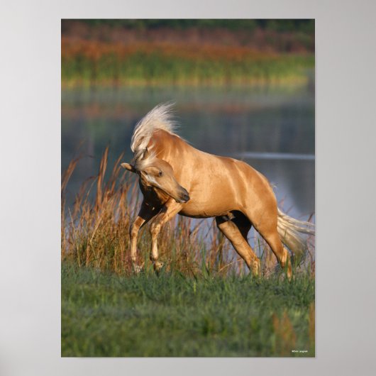 Bob Langrish | Palomino Lusitano Stallion Bucking Poster (Voorkant)