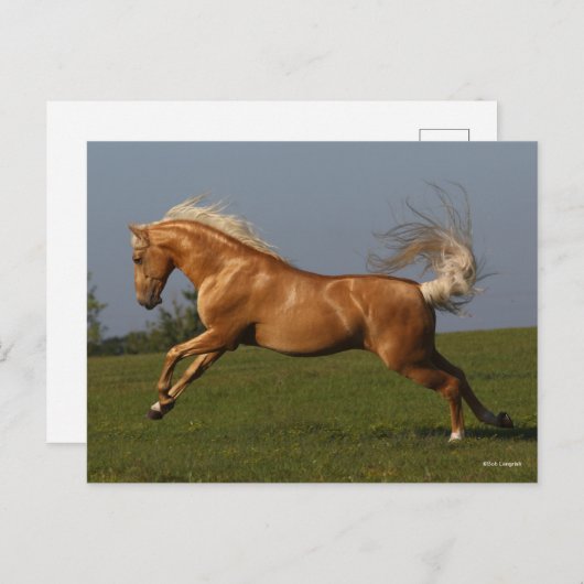 Bob Langrish | Palomino Lusitano Stallion Leaping Briefkaart (Voorkant / Achterkant)
