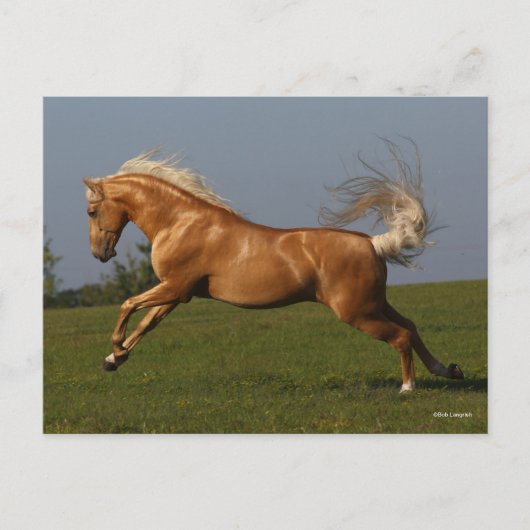 Bob Langrish | Palomino Lusitano Stallion Leaping Briefkaart (Voorkant)