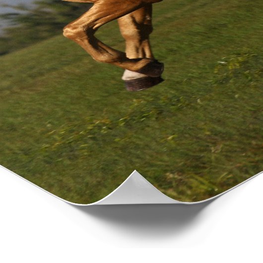 Bob Langrish | Palomino Lusitano Stallion Leaping Poster (Hoek)