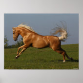 Bob Langrish | Palomino Lusitano Stallion Leaping Poster (Voorkant)