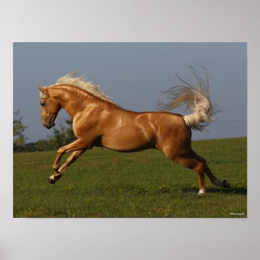Bob Langrish | Palomino Lusitano Stallion Leaping Poster (Voorkant)