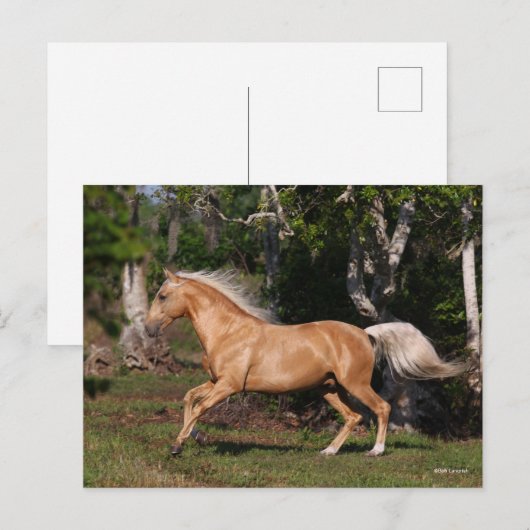Bob Langrish | Palomino Lusitano Stallion Running Briefkaart (Voorkant / Achterkant)