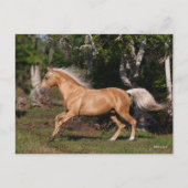 Bob Langrish | Palomino Lusitano Stallion Running Briefkaart (Voorkant)