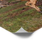 Bob Langrish | Palomino Lusitano Stallion Running Poster (Hoek)