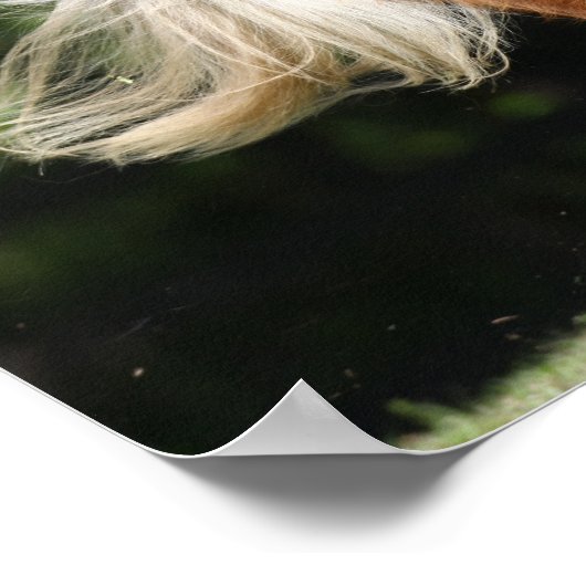 Bob Langrish | Palomino Miniatuur Pony Poster (Hoek)