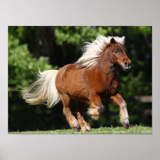 Bob Langrish | Palomino Miniatuur Pony Poster (Voorkant)