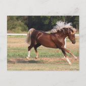 Bob Langrish | Palomino Morgan Horse Bucking Briefkaart (Voorkant)