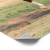 Bob Langrish | Palomino Morgan Horse Bucking Poster (Hoek)