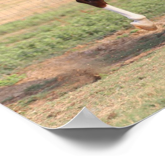 Bob Langrish | Palomino Morgan Horse Bucking Poster (Hoek)