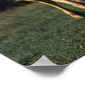 Bob Langrish | Palomino-paarden met achtergrondver Poster (Hoek)