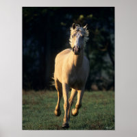 Bob Langrish | Palomino-paarden met achtergrondver