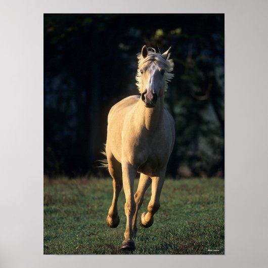 Bob Langrish | Palomino-paarden met achtergrondver Poster (Voorkant)