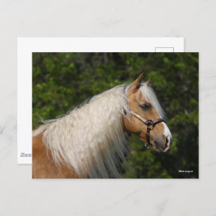 Bob Langrish   Palomino Quarter Horse Headshot Briefkaart