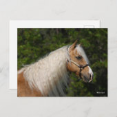 Bob Langrish | Palomino Quarter Horse Headshot Briefkaart (Voorkant / Achterkant)