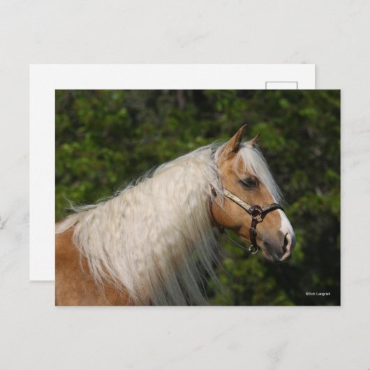 Bob Langrish | Palomino Quarter Horse Headshot Briefkaart (Voorkant / Achterkant)