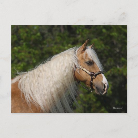 Bob Langrish | Palomino Quarter Horse Headshot Briefkaart (Voorkant)