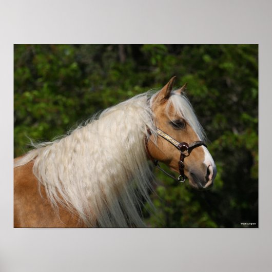 Bob Langrish | Palomino Quarter Horse Headshot Poster (Voorkant)