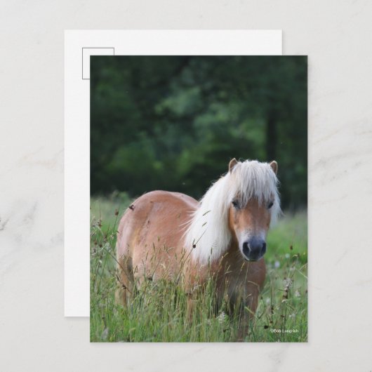 Bob Langrish | Palomino Shetland in gras Briefkaart (Voorkant / Achterkant)