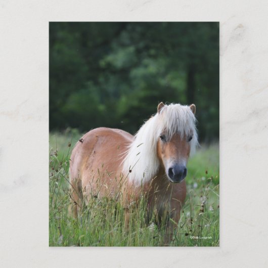 Bob Langrish | Palomino Shetland in gras Briefkaart (Voorkant)