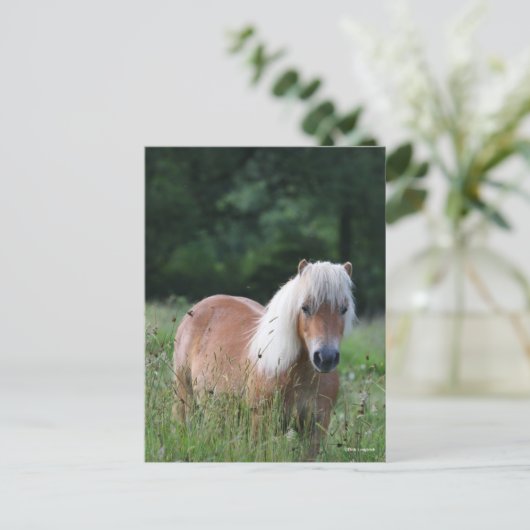 Bob Langrish | Palomino Shetland in gras Briefkaart (Staand voorkant)