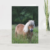 Bob Langrish | Palomino Shetland in gras Kaart (Voorkant)