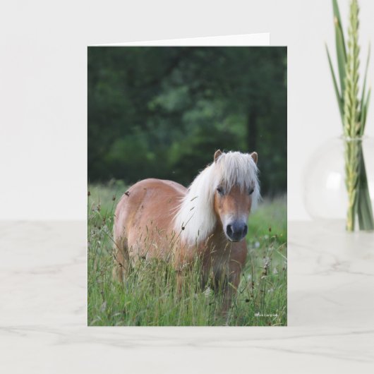 Bob Langrish | Palomino Shetland in gras Kaart (Voorkant)