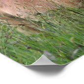 Bob Langrish | Palomino Shetland in gras Poster (Hoek)