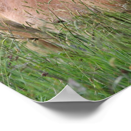 Bob Langrish | Palomino Shetland in gras Poster (Hoek)